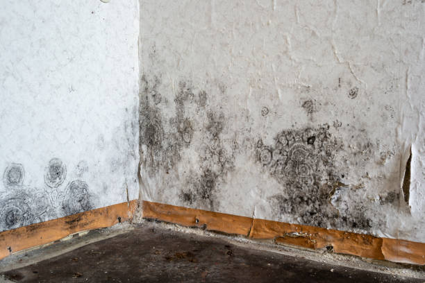 Best Professional Mold Removal  in Bowling Green, MO